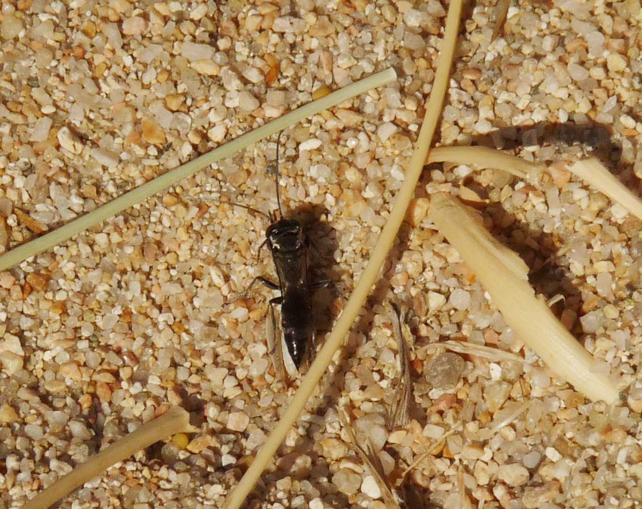 Cacciatore di cavallette Tachysphex fugax ♀